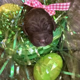 Reese - Chocolate female Goldendoodle puppy in Lexington, North Carolina from Southern Grace Acres
