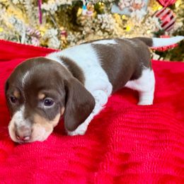 Chip - Piebald male Dachshund puppy in Gentry, Arkansas from Sweet As Pie Doxies