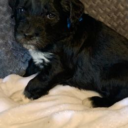 Aussiedoodle Puppies from Valley Doodles