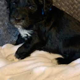 Aussiedoodle Puppies from Valley Doodles