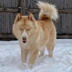 Miley - Siberian Husky
