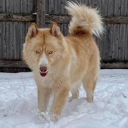Miley - Siberian Husky