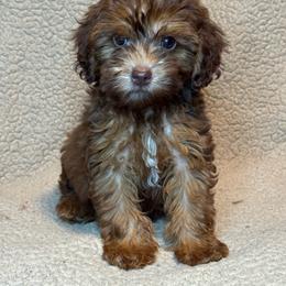 Royce - Sable male Goldendoodle puppy in Lancaster, Kentucky from Dream Paws Puppies, LLC