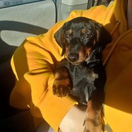 Dachshund Puppies from White River Valley Kennel