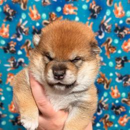 Sonic - Red male Shiba Inu puppy in Marshall, Minnesota from Tobitatsu Shiba Inu