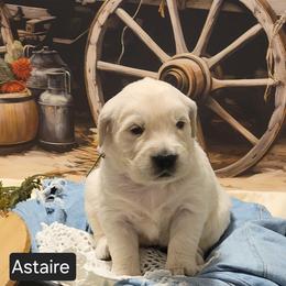 Golden Retriever All Grown Up from Bear Ridge Kennels