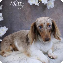 Taffy - Dachshund