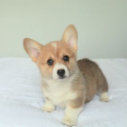 Bernese Mountain Dog and Pembroke Welsh Corgi Puppies from Highland Meadows