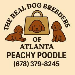 Mahogany girl - Red  female Poodle puppy in Fairburn, Georgia from The Real Dog Breeders of Atlanta (peachy poodles)