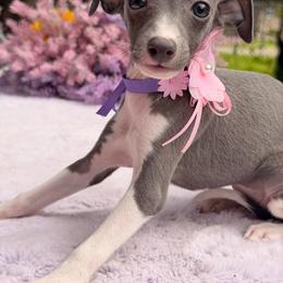 Penelope - White and blue female Italian Greyhound puppy in Lakeland, Florida from Elite Doxies Florida