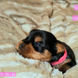 Noelle - Black and tan female Yorkshire Terrier puppy in Nitro, West Virginia from Kathryn's Yorkies