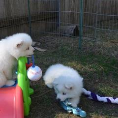 Samoyed Puppies from Silver Fox Samoyeds