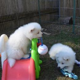 Samoyed Puppies from Silver Fox Samoyeds