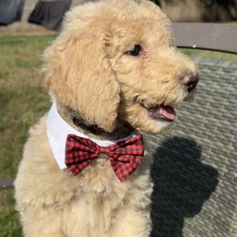 Diamond brown collar - Apricot Goldendoodle puppy in Lakeland, Florida from Standard Goldendoodle and Doodles