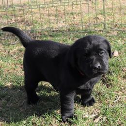 Fern - Black female Labrador Retriever puppy in Camden, Indiana from Camden's Caring Canines