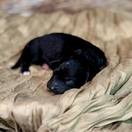 Stormfly - Parti female Goldendoodle puppy in Haltom City, Texas from Ohana Doodles