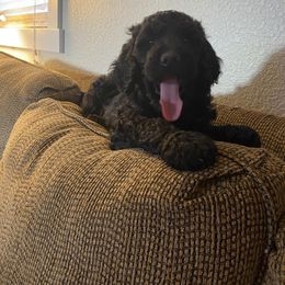 Poodle Puppies from Stunningly Sweet Standards