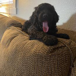 Poodle Puppies from Stunningly Sweet Standards