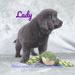 Lady - Black female Newfoundland puppy in Cortez, Colorado from Bear Heart Newfoundlands, LLC