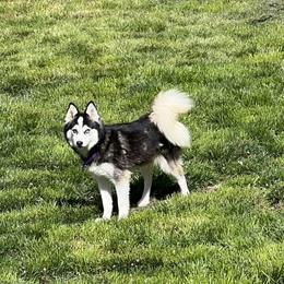 Girl 1 - Black and white female Pomsky puppy in Salem, Oregon from Dollhouse Pomskies