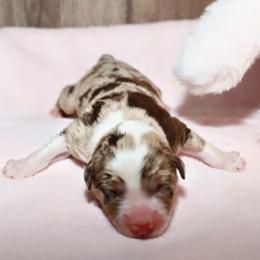 Indie - Red merle female Miniature Australian Shepherd puppy in Guthrie, Oklahoma from Raised Right Pups