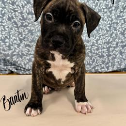 Wedge - Fawn brindle male American Pit Bull Terrier puppy in Nine Mile Falls, Washington from Bartin Kennels