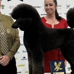 Poodles and Silken Windhounds from The Texas Haven Standard Poodles