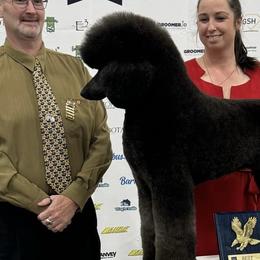 Poodles and Silken Windhounds from The Texas Haven Standard Poodles