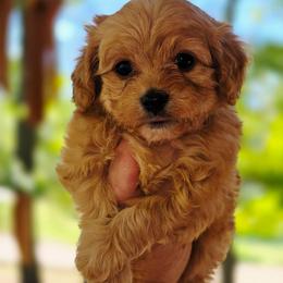 Boy 1 - Red male Cavapoo puppy in Lincolnton, North Carolina from Cuddable Pups