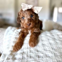 Willet - Merle female Goldendoodle puppy in Queen Creek, Arizona from Sunny Doodles