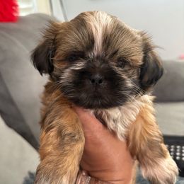 Girl MOCHI - Red and tan female Shih Tzu puppy in Albemarle, North Carolina from Wilson Kennel
