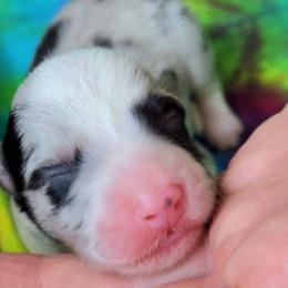 Diamond - Blue merle and white male Cardigan Welsh Corgi puppy in Winston, Oregon from There and Back Again Corgis