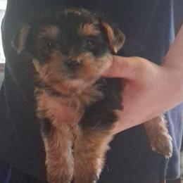 Harold - Black and tan male Yorkshire Terrier puppy in Jacksonville, Arkansas from Royal Yorkie Terrier