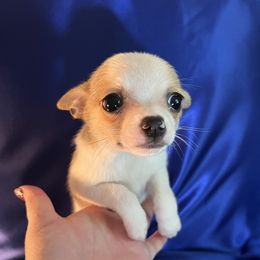 Diego - Red and white male Chihuahua puppy in Framingham, Massachusetts from Boston Chi Chis