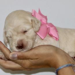 Pink - Caramel female Australian Labradoodle puppy in Milton, North Carolina from Good Day Doodles