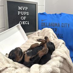 Goldendoodle and Golden Mountain Doodle Puppies from Silver Barn Doodles