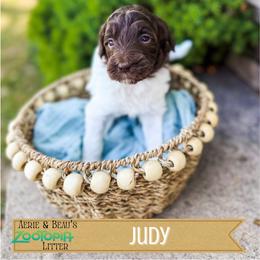 Judy - Parti female Goldendoodle puppy in Soddy Daisy, Tennessee from The W Doods