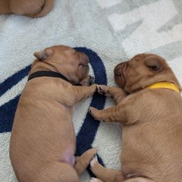 Golden Retriever Puppies from 10 Piece Golden Nugget Retrievers