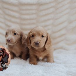Dachshund Puppies from Little Loves