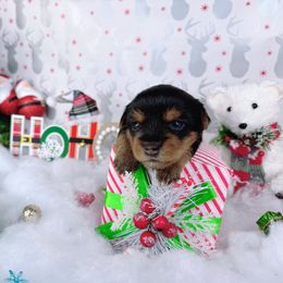 Teacup Ginger - Black and tan female Yorkshire Terrier puppy in Lithonia, Georgia from Toy Yorkies Atlanta