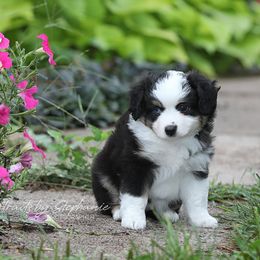 Miniature Australian Shepherd Puppies from ELVF Mini Aussies