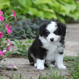Miniature Australian Shepherd Puppies from ELVF Mini Aussies