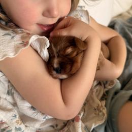Cavalier King Charles Spaniel and Cavapoo Puppies from Cumberland Cavaliers