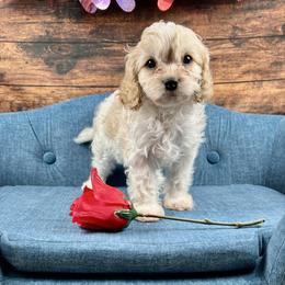 Frost - Blenheim male Cavapoo puppy in Lancaster, Missouri from Cavapoo Acres