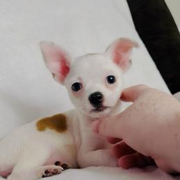 Little Moo Moo - Cream and white female Chihuahua puppy in Alvord, Texas from Gift of Gods Favor