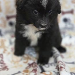 Star - Black & white female Australian Shepherd puppy in Squaw Valley, California from A&M Australian Shepherds