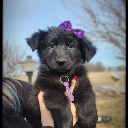 Lucy - Black female German Shepherd puppy in Fort Jennings, Ohio from Von Holtzapple German shepherds