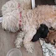 Lowchen from Angel Pups