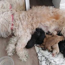 Lowchen from Angel Pups