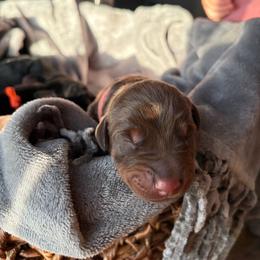 Merida - Red and rust female Doberman Pinscher puppy in Lynn, Michigan from Creekside Dobermans